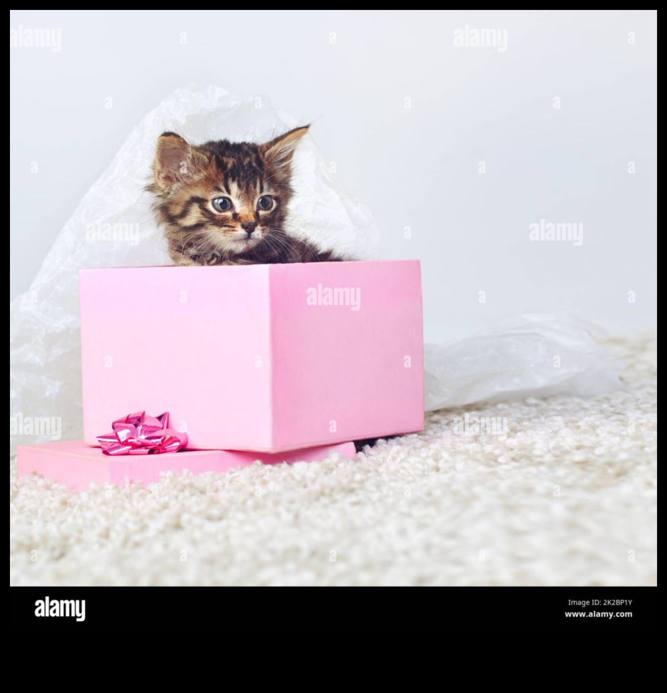 Δώρα DIY για λάτρεις των ζώων: Δώρα με επίκεντρο τα κατοικίδια