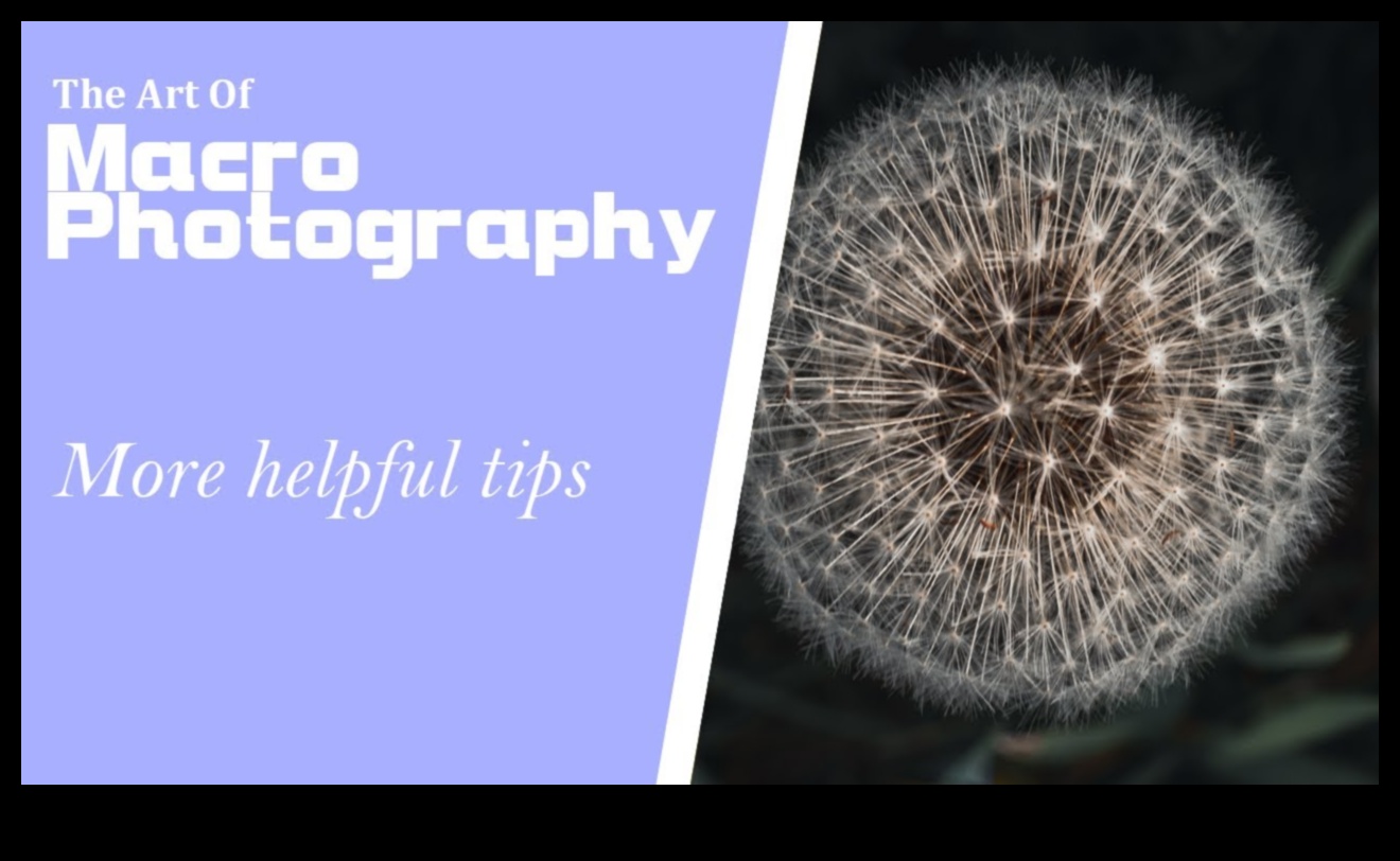 Οι περίπλοκες λεπτομέρειες αποκαλύφθηκαν Ένας οδηγός για να κατακτήσετε την τέχνη της μακρο φωτογραφίας 4 Αποκαλύφθηκαν περίπλοκες λεπτομέρειες: Mastering the Art of Macro Photography