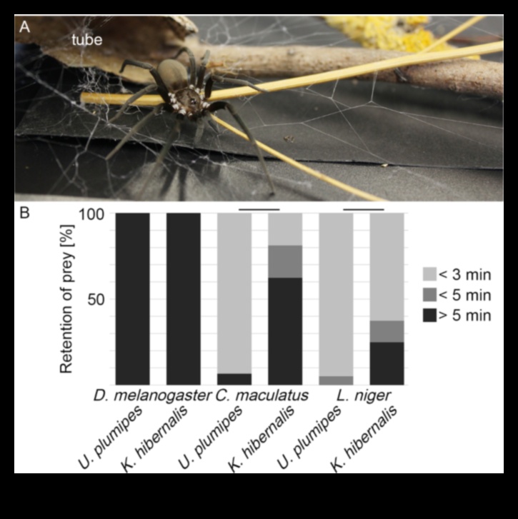 The Social Weaver: Spinning Threads of Connection in Digital Webs
