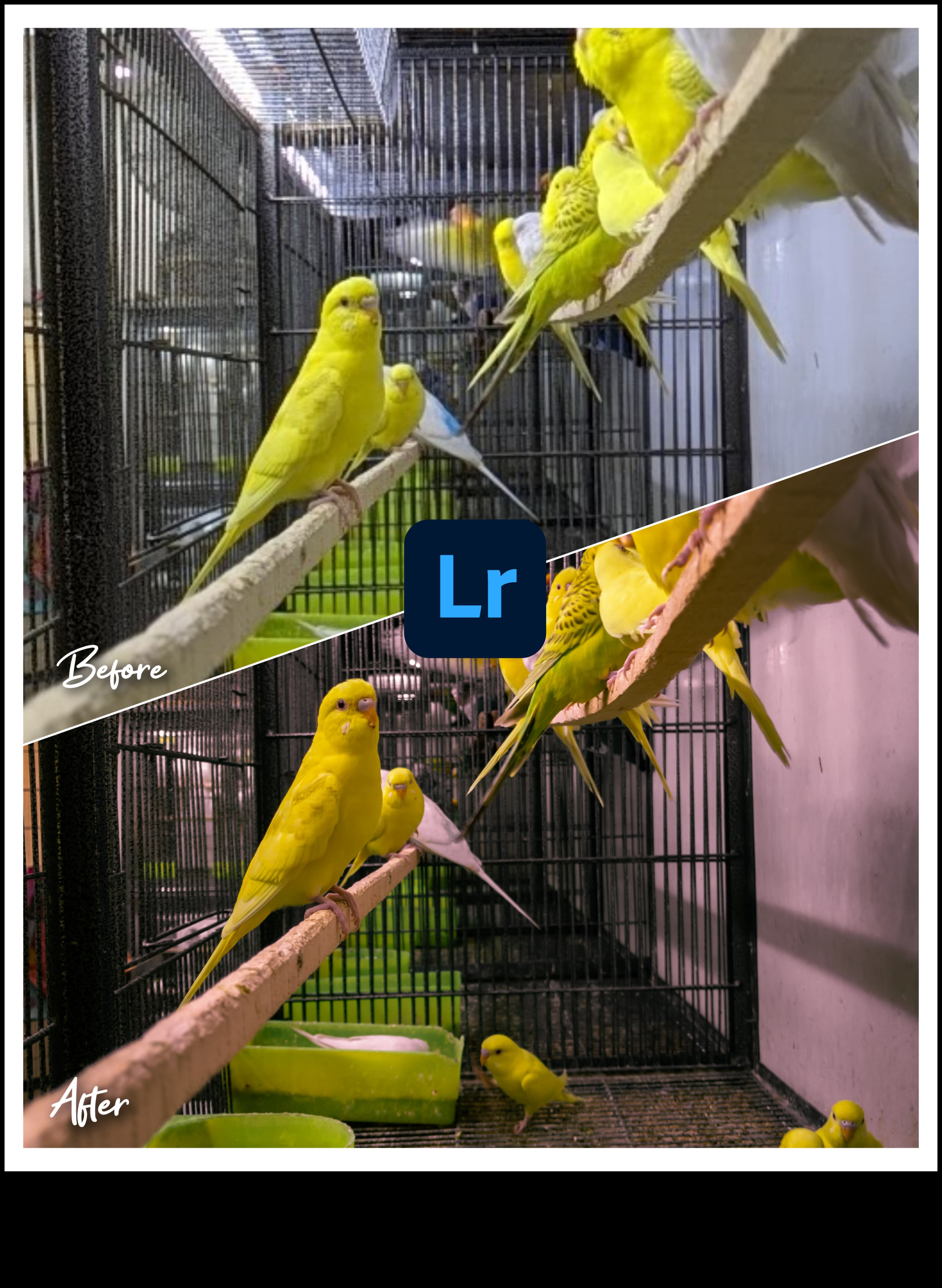 Visual Virtuoso: Transforming Ordinary Shots σε Extraordinary Art