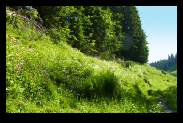Η βιοποικιλότητα στο τοπίο 2 Πώς συμβάλλουν διαφορετικά οικοσυστήματα στη βιοποικιλότητα των τοπίων;