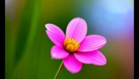 Bokeh Bliss Πώς να έχετε κατά νου να επιτύχετε ονειρικά φόντα στις πλάνα σας 5 Bokeh Bliss: Pro Techniques για την επίτευξη ονειρικών υποβάθρων