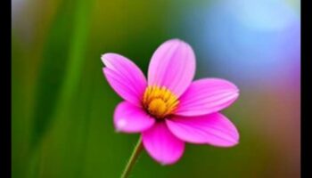 Bokeh Bliss: Pro Techniques για την επίτευξη ονειρικών υποβάθρων