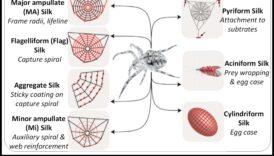 The Social Weaver: Spinning Threads of Connection in Digital Webs