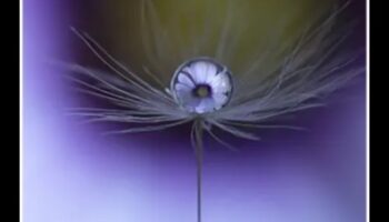 Αποκαλύφθηκαν περίπλοκες λεπτομέρειες: Mastering the Art of Macro Photography